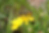 leafcutting bee.jpeg