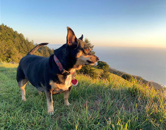 Small black dog overlooking the Pacific Ocean