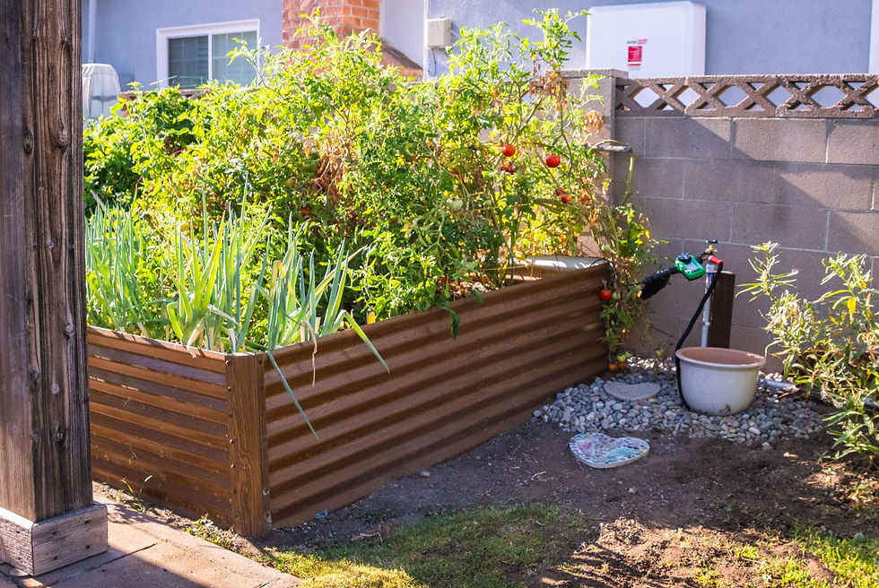 Sunny backyard raised garden bed with tomato vines, leafy greens, and a watering hose beside a bucket.
