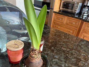  Amaryllis plant on kitchen counter