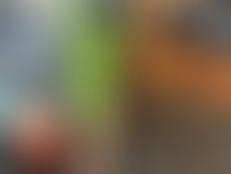  Amaryllis plant on kitchen counter