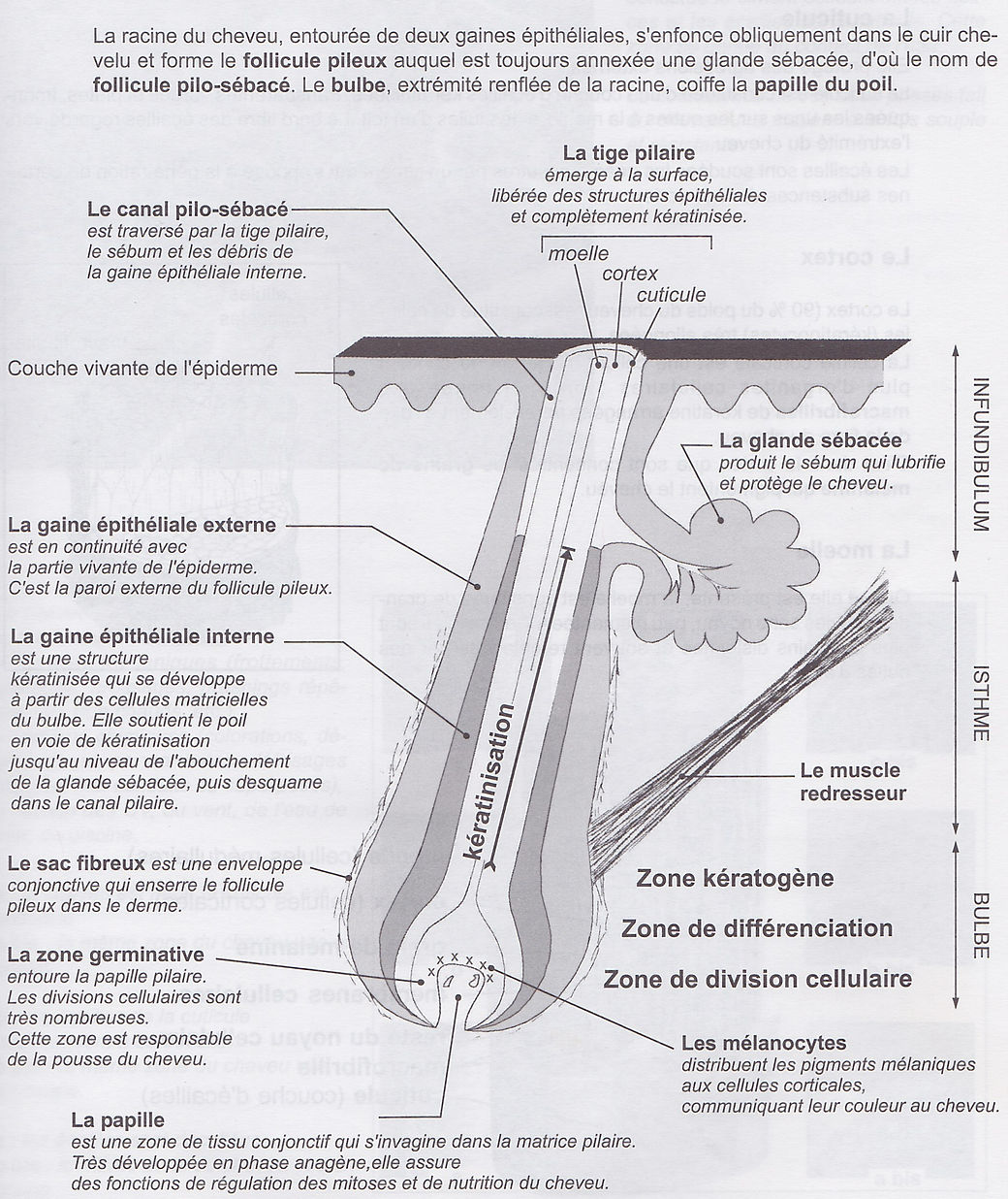 structure de la tige du cheveu