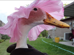 Screenshot_20220301-163540_Facebook