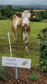 guest parking & moo.jpg
