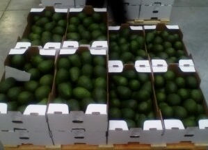 EXPORT OF AVOCADO HASS AND FRESH FRUITSFRESH FRUITS AND VEGETABLES 100% COLOMBIAN. 