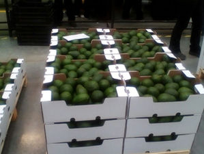 EMPRESA EXPORTADORA DE AGUACATE HASS