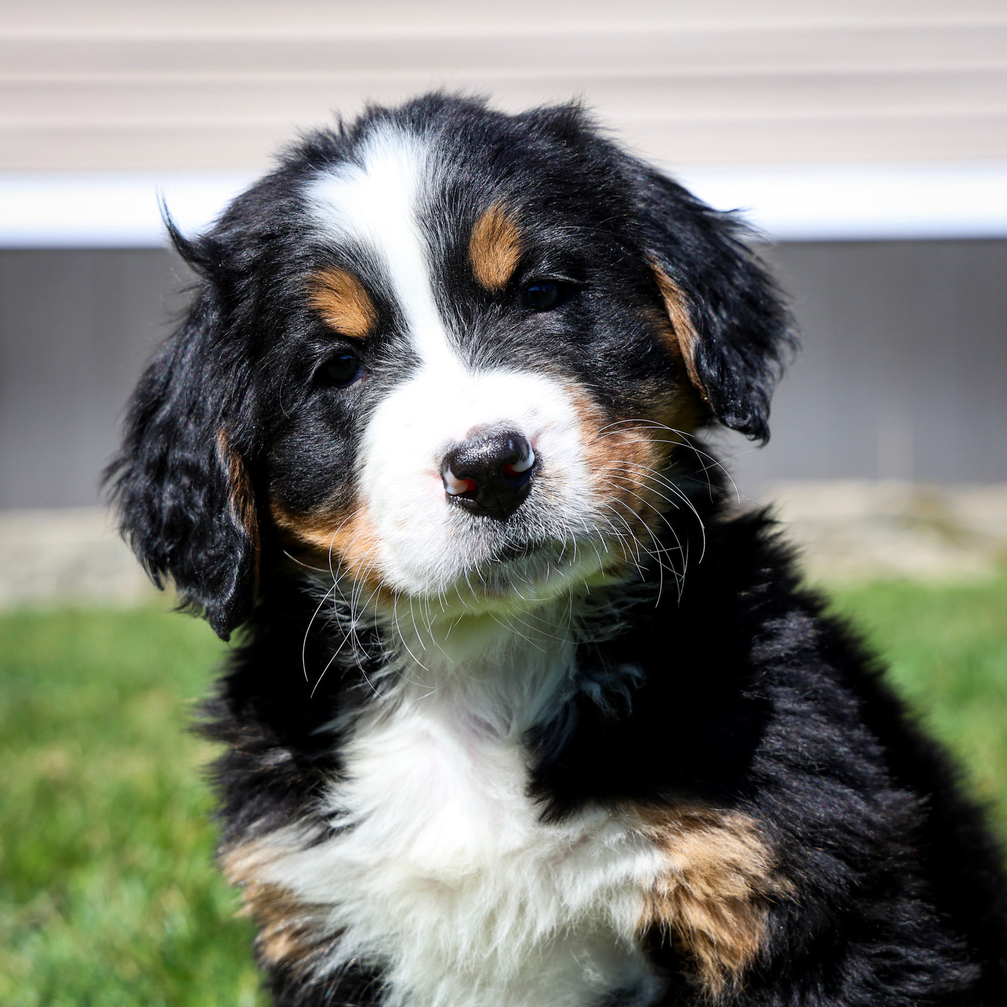 Rosie