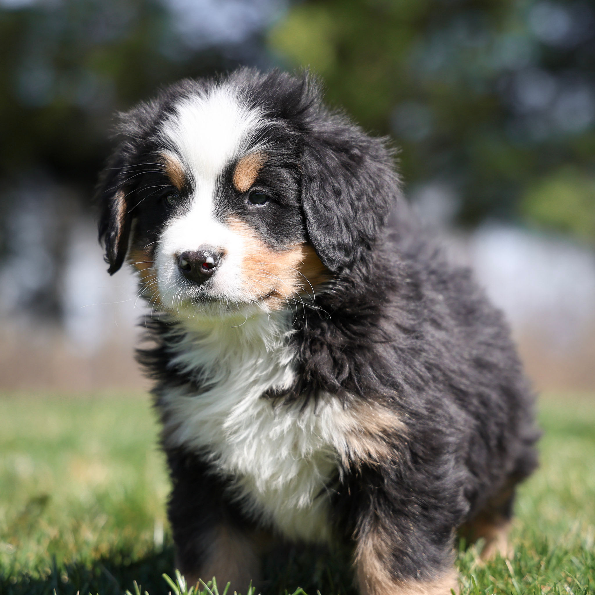 Remington