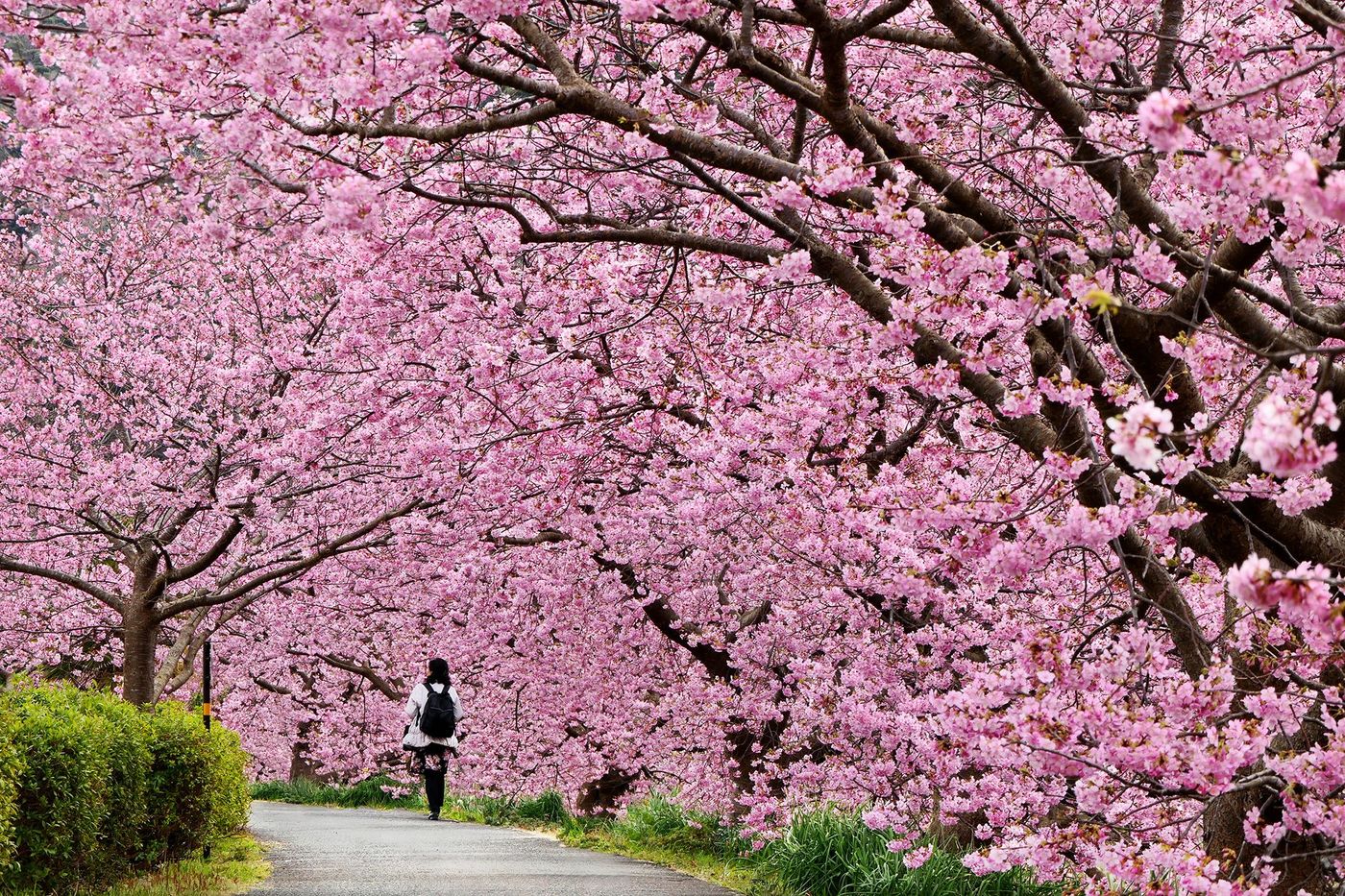 xlarge_japon-kawazu-shizuoka.1594188_8161d124be.jpg