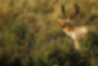 Male Fallow Deer