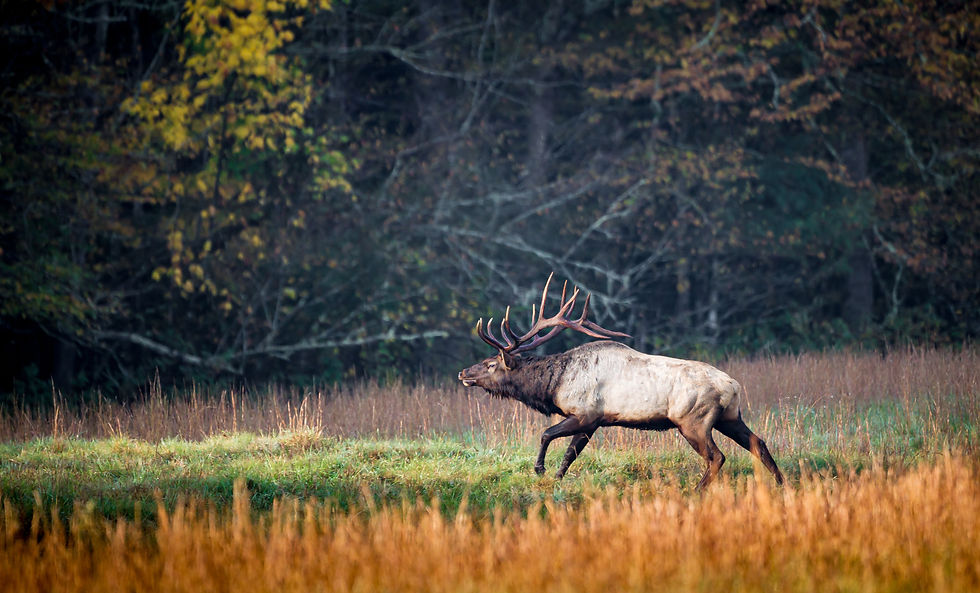Male elk at dawn during rut