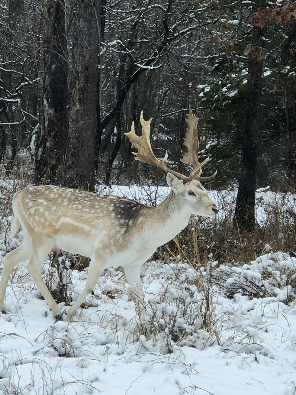 Elegant Fallow Deer walking by the Trees