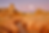 Study in Australia