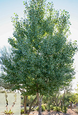 Populus-fremontii-01_2.jpg
