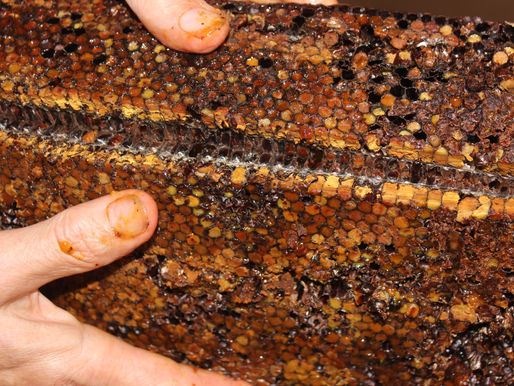 A large piece of honeycomb filled with fresh bee bread, snapped in half exposings the color and consistency of the ingredients