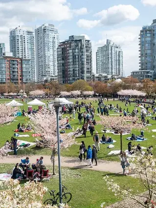 Best Cherry Blossom Spots In Vancouver