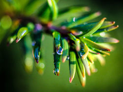 The Drops