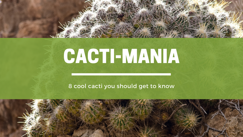 Cacti-mania