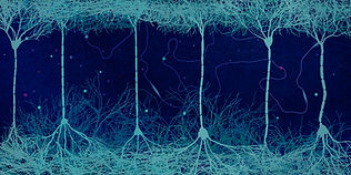 Pain Neuroscience Chronic Pain Physiotherapy