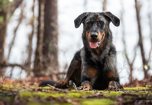 Dogs - Strahd 2202234.jpg