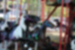 Picture of Carousel