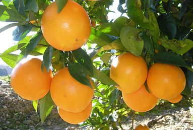 NARANJA.jpg