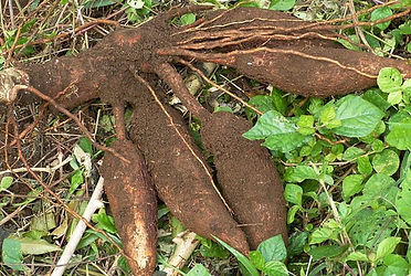 YUCA.jpg