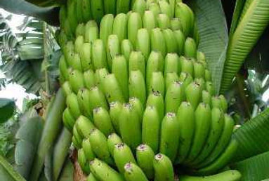 PLÁTANO.jpg