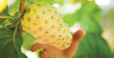 NONI.jpg