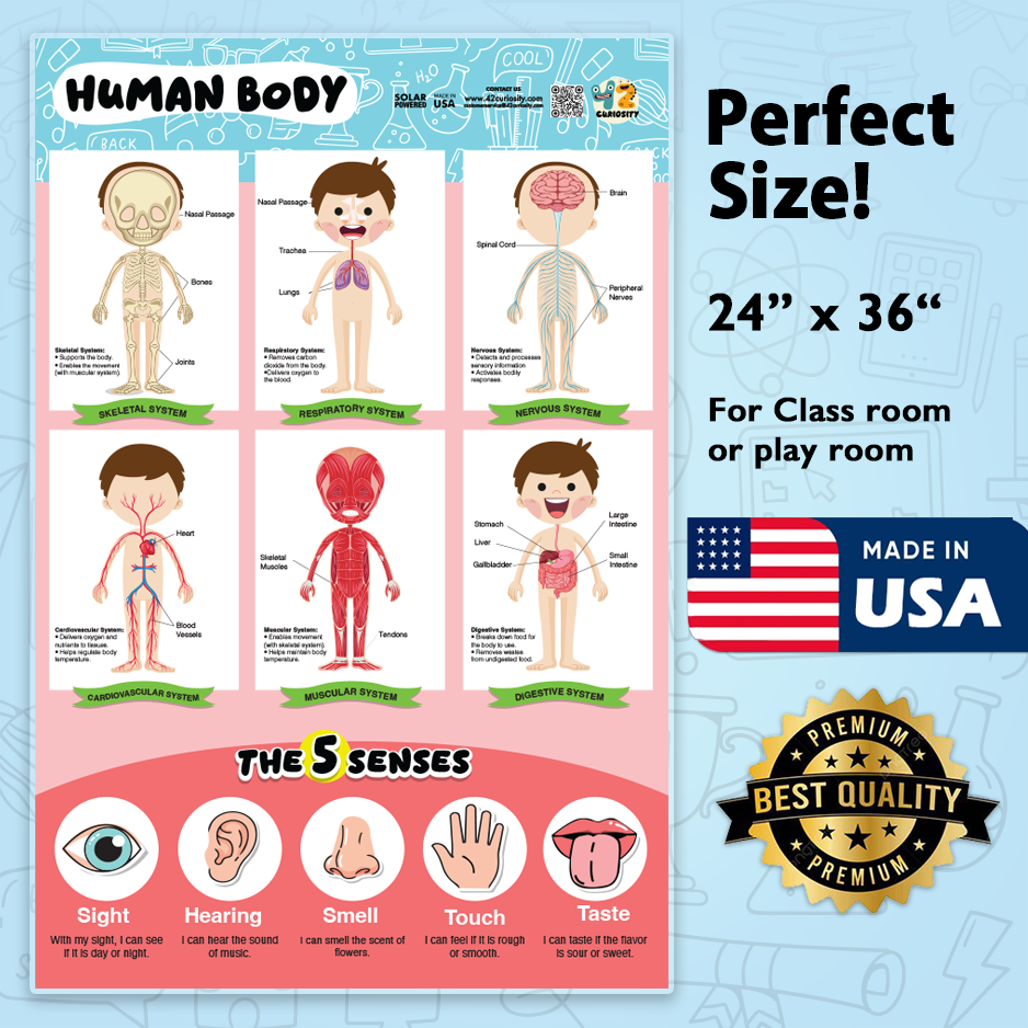 Thumbnail: Kids Anatomy and Five Senses Chart 24X36 Laminated Poster