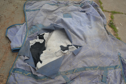 Aug Sept 2017 217.jpg