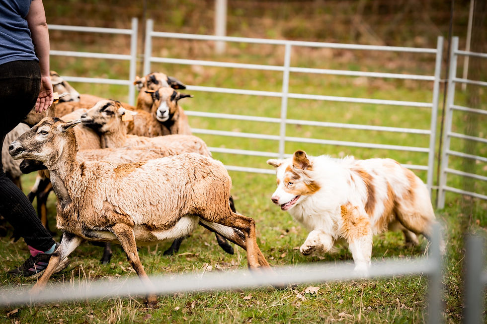 491843707_1001965062110915_847742342514552599_n