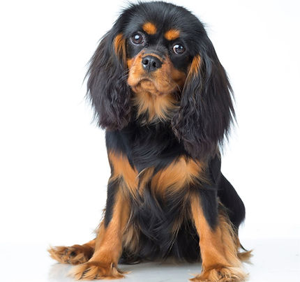 cute dog