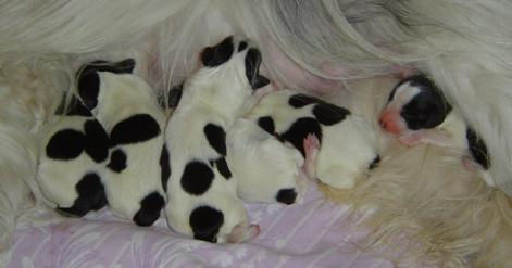 Felicia med sina 3 hanar och 3 tikar