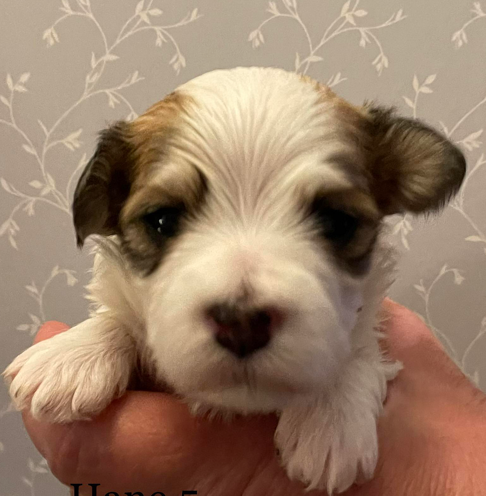 Mr Florian Just In time