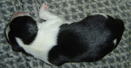 Jerry Always on my mind