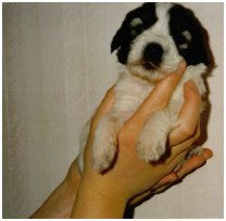 Alicia second opinion