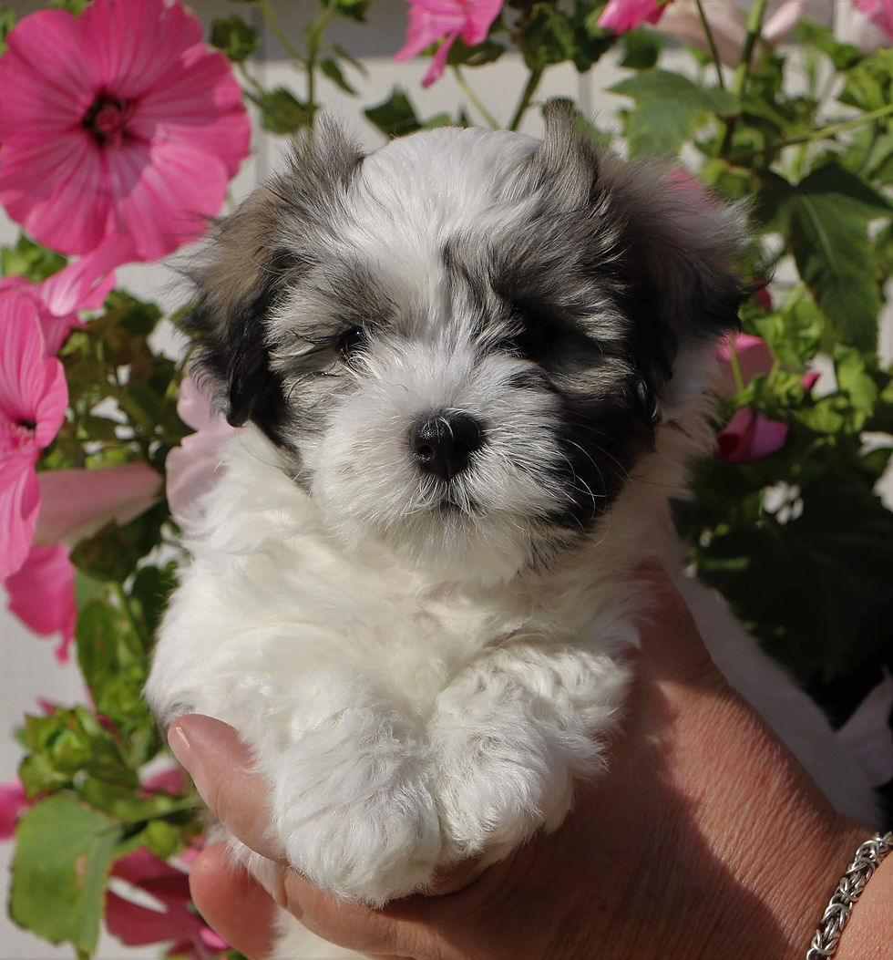 Sjöhemmets Miss Cheri Power of love