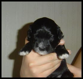 Sjöhemmets Barnie Reach the Moon