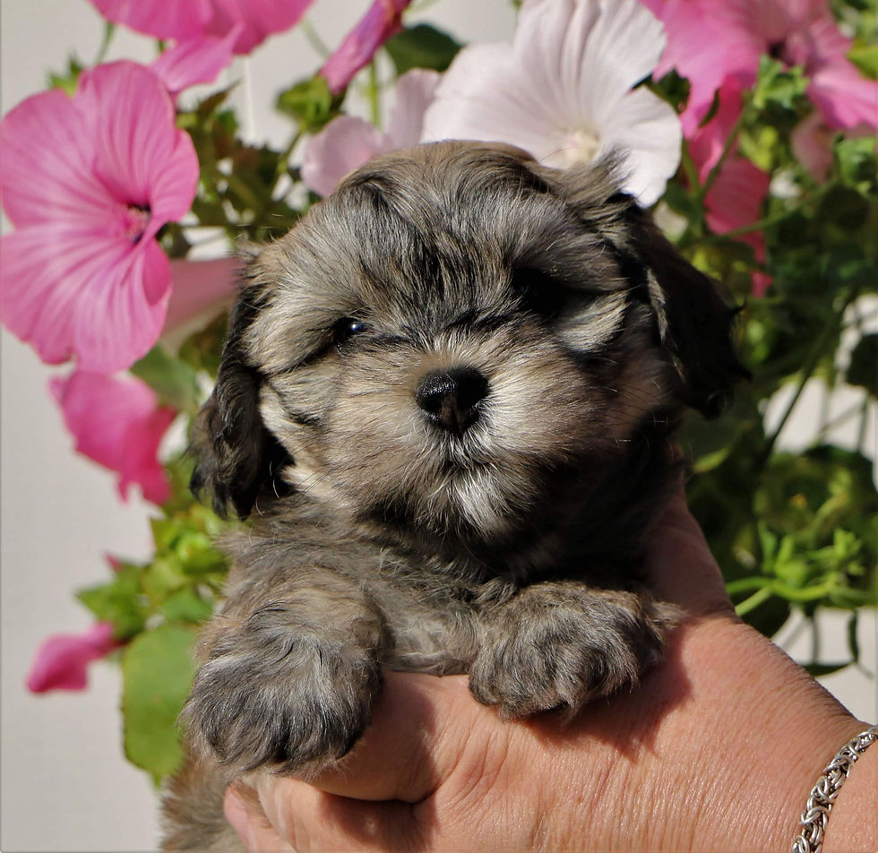 Sjöhemmets Miss Celine Best of all