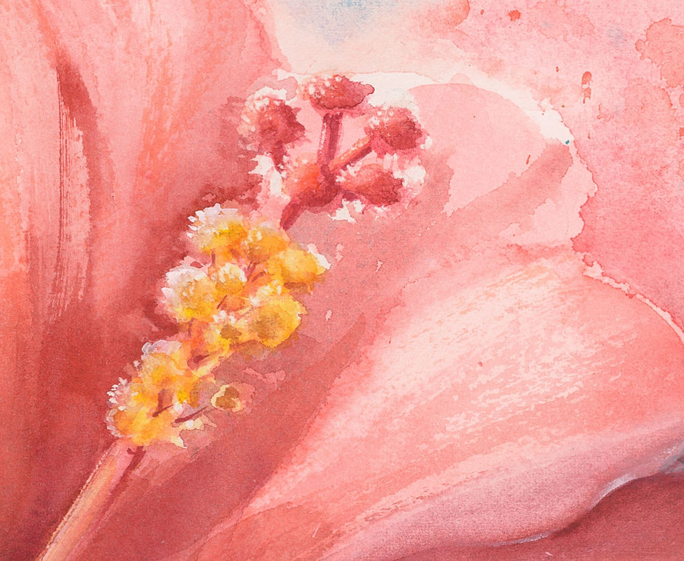 Close up of Stamen in soft red Hibiscus flower.