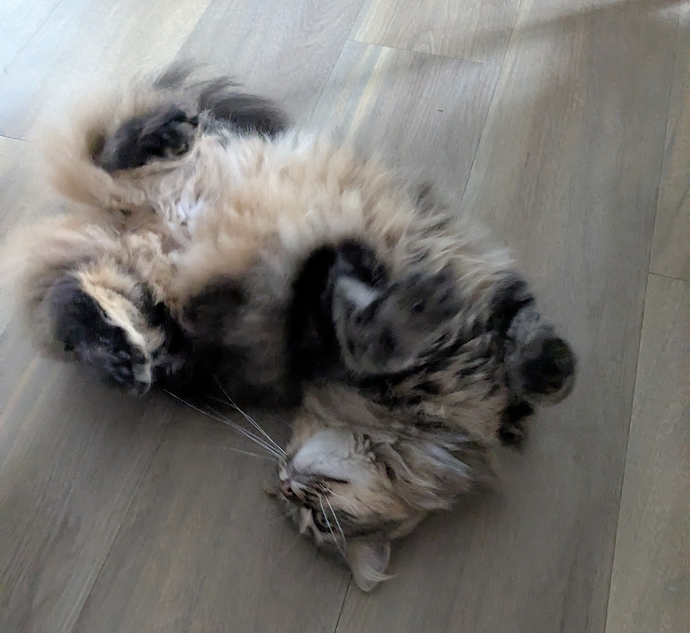 Visite à domicile chat à Annecy, Seynod, Vieugy par Pattes des Cimes, Pet-sitter Annecy