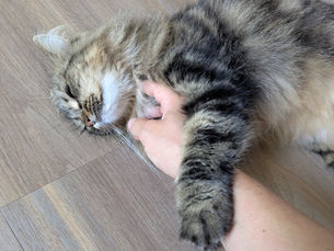 Visite à domicile chat, chien et NAC. Pattes des Cimes, pet-sitter à Annecy