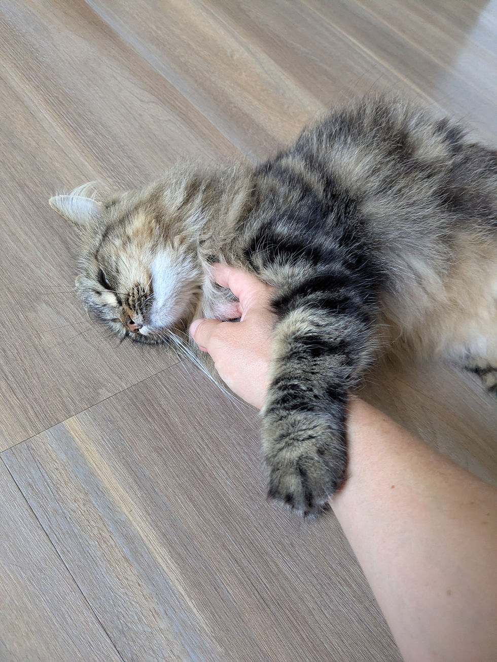 Visite à domicile chat, chien et NAC. Pattes des Cimes, pet-sitter à Annecy