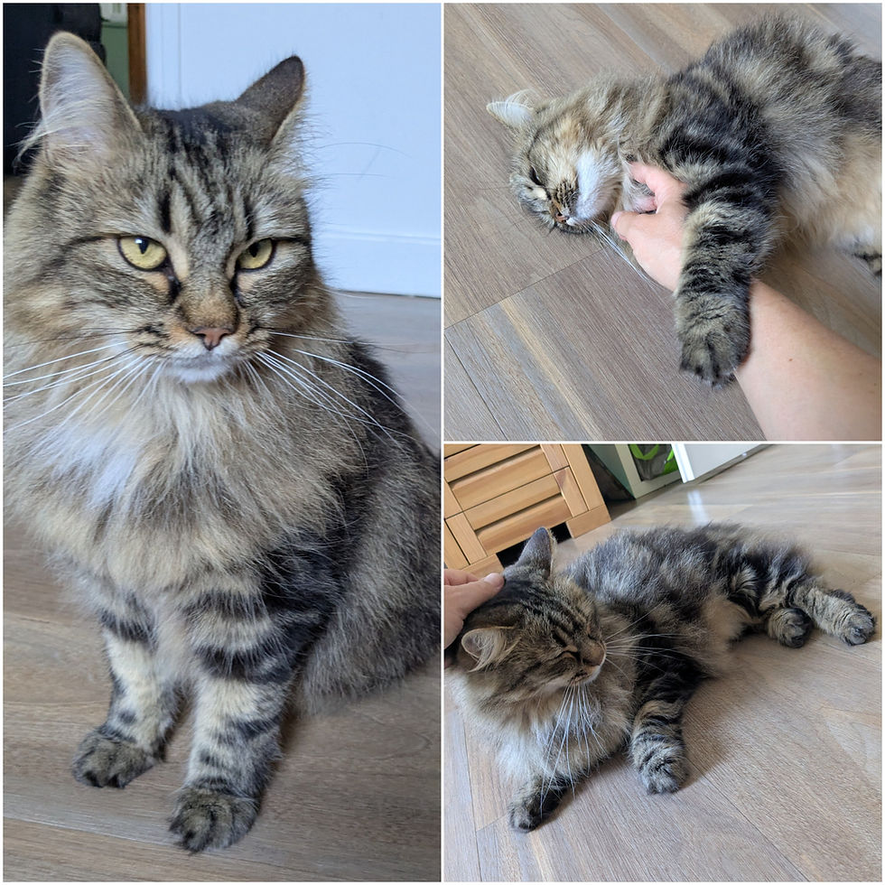 Garde à domicile de vos animaux sur Annecy. Visite à domicile pour chien, chats et NAC