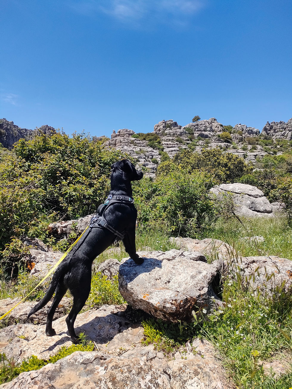 Balade et promenade chien à Annecy. Service de promenade canine par Pattes des Cimes, pet-sitter sur Annecy