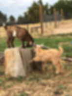 A brown baby goat stands on a stump touching his head to the head of a golden baby goat on the groun