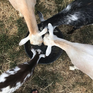 An aerial view of four goats eating out of a back bucket