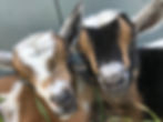 A close up of the faces of two baby goats, one brown and white, the other black with brown strips do