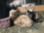 A golden baby goat and a brown baby goat lay beside a red brick
